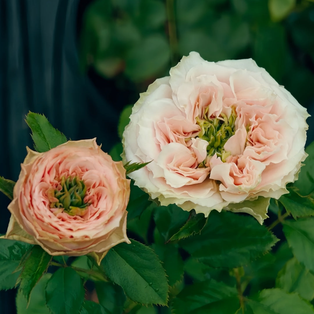 Sweet eye Rose