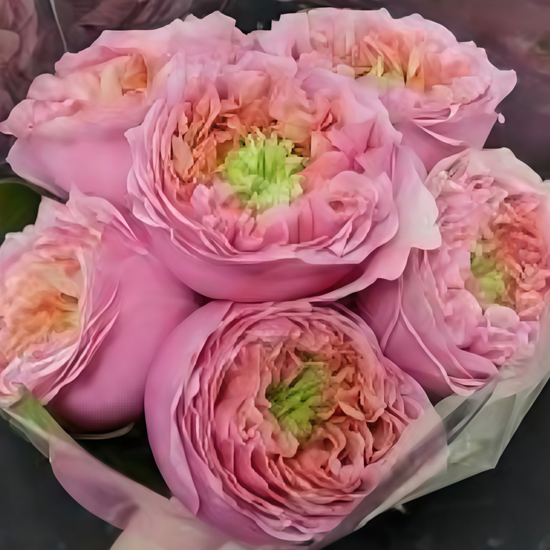 Sweet eye Rose