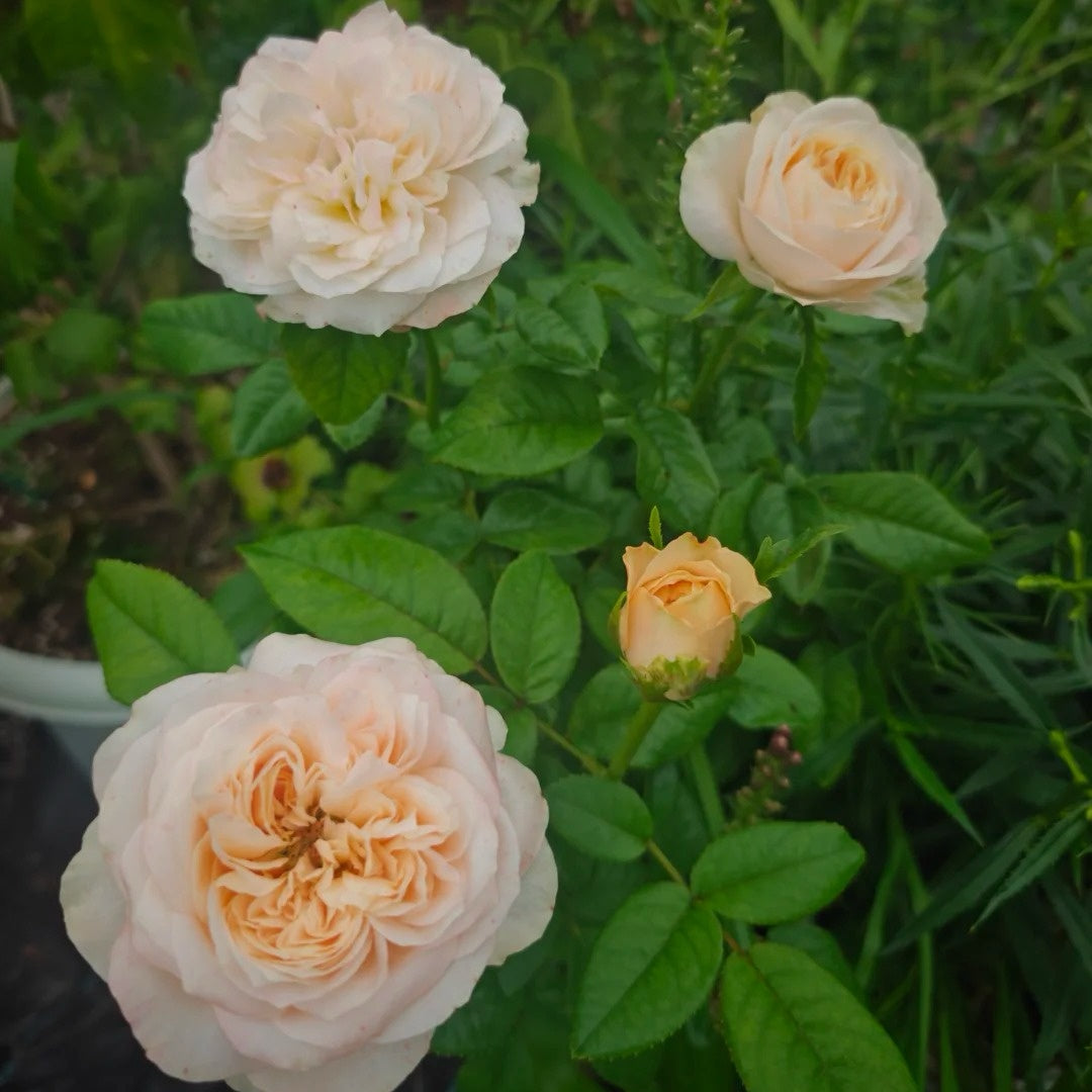 Sweetheart Memory Rose