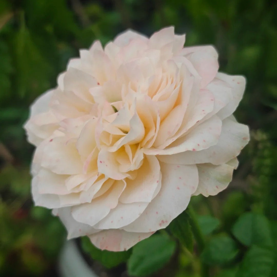 Sweetheart Memory Rose