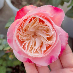 Tamaki-Misora Rose