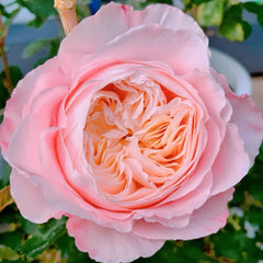 Tamaki-Misora Rose