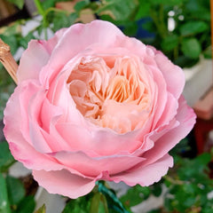 Tamaki-Misora Rose