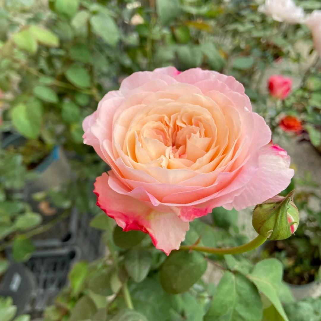 Tamaki-Misora Rose