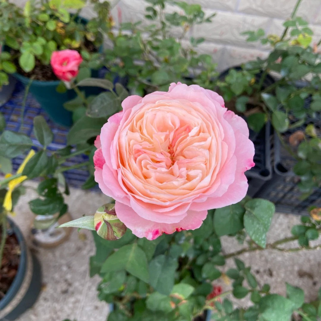 Tamaki-Misora Rose
