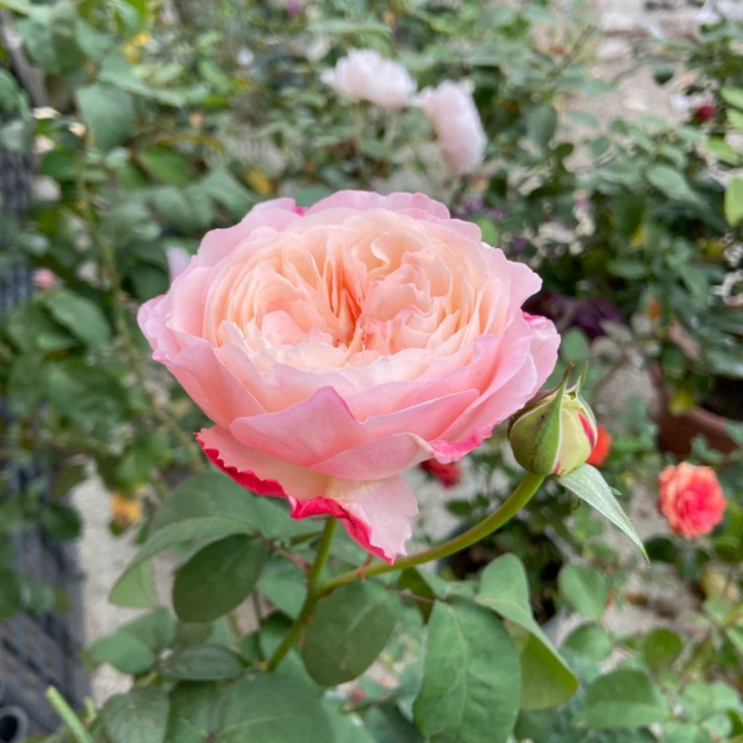 Tamaki-Misora Rose