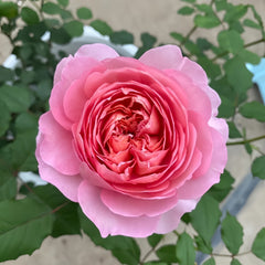 ローズデヴァン　rose13 Taoran 天狼月季 桃染 new. Continue Blooming. Fragrance. Cut