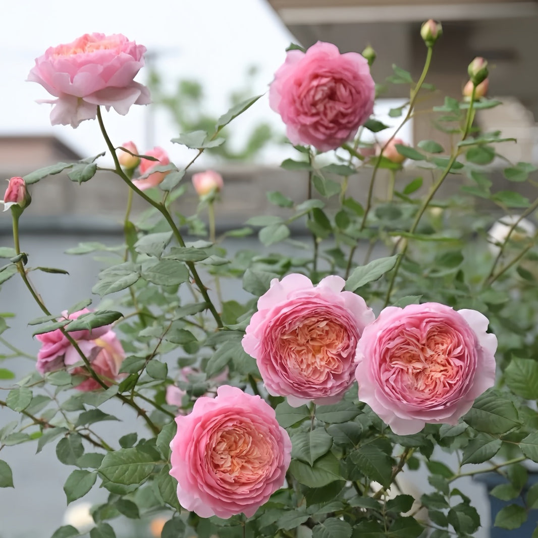 Chinese Roses – Page 3 – Ergongzy Roses