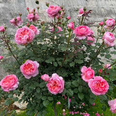 Taoran Rose