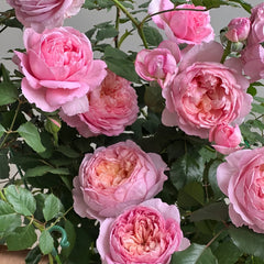 Taoran Rose