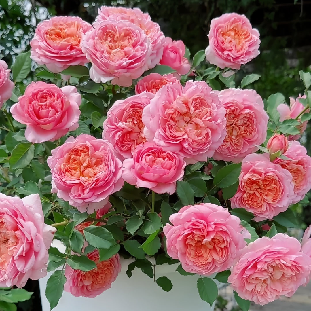 Taoran Rose