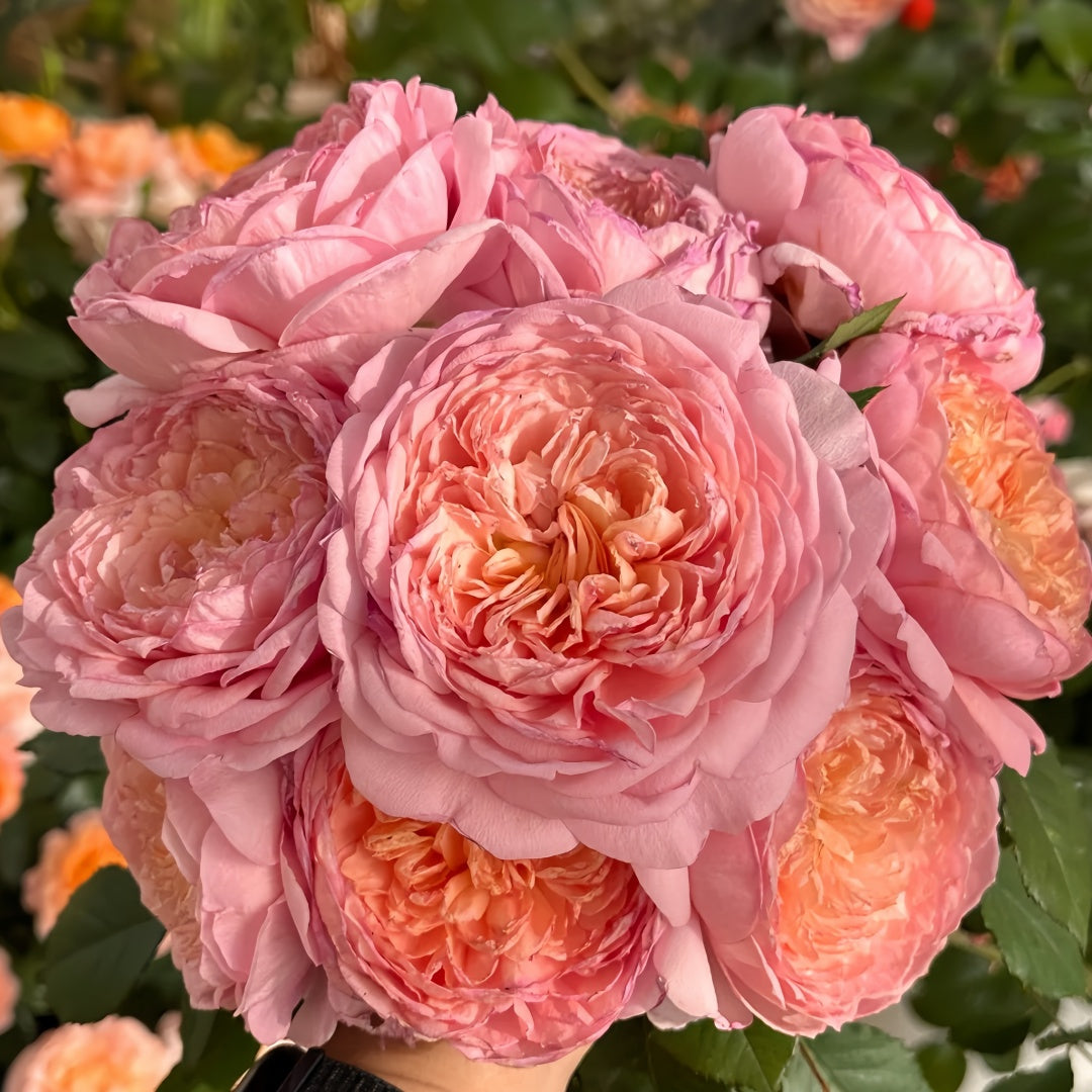 Taoran Rose