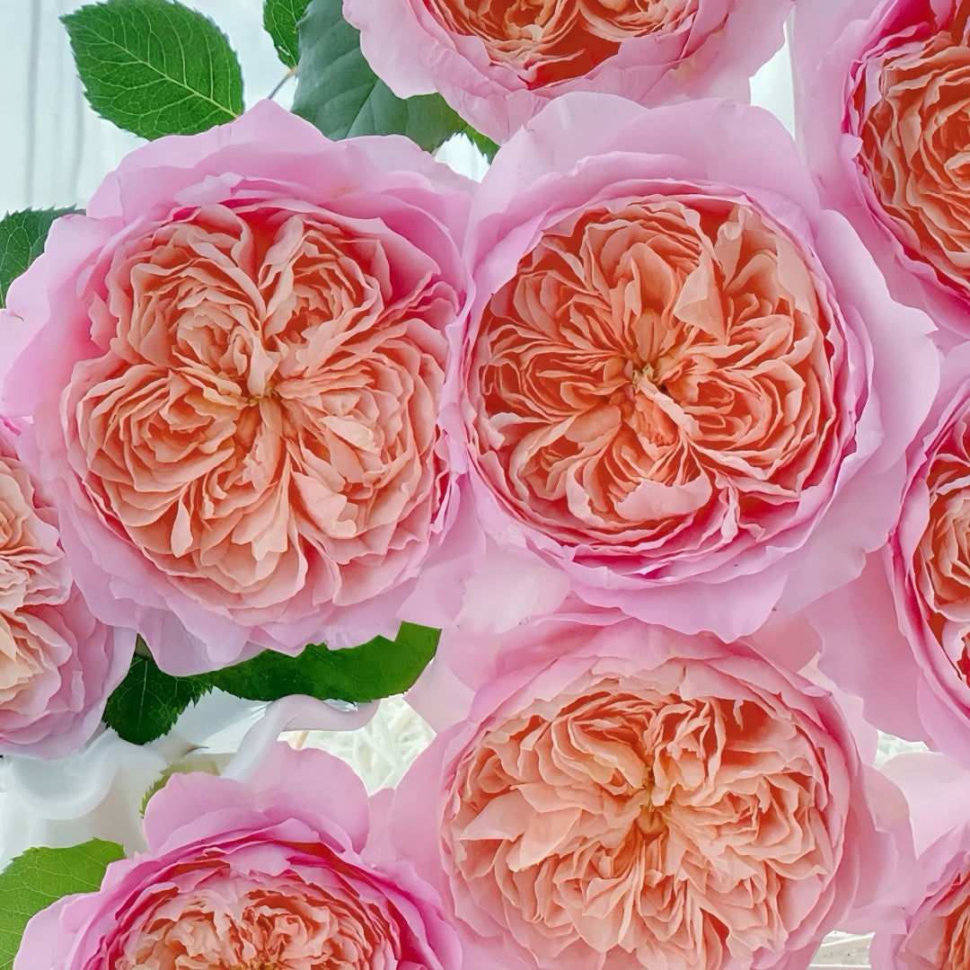 Taoran Rose
