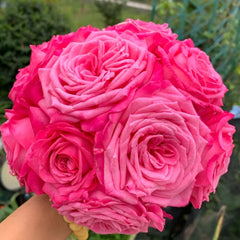 Taozhuolantian Rose