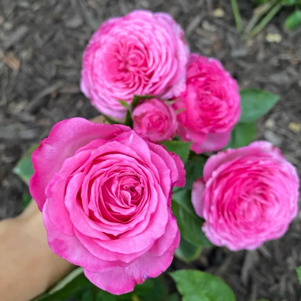 Taozhuolantian Rose
