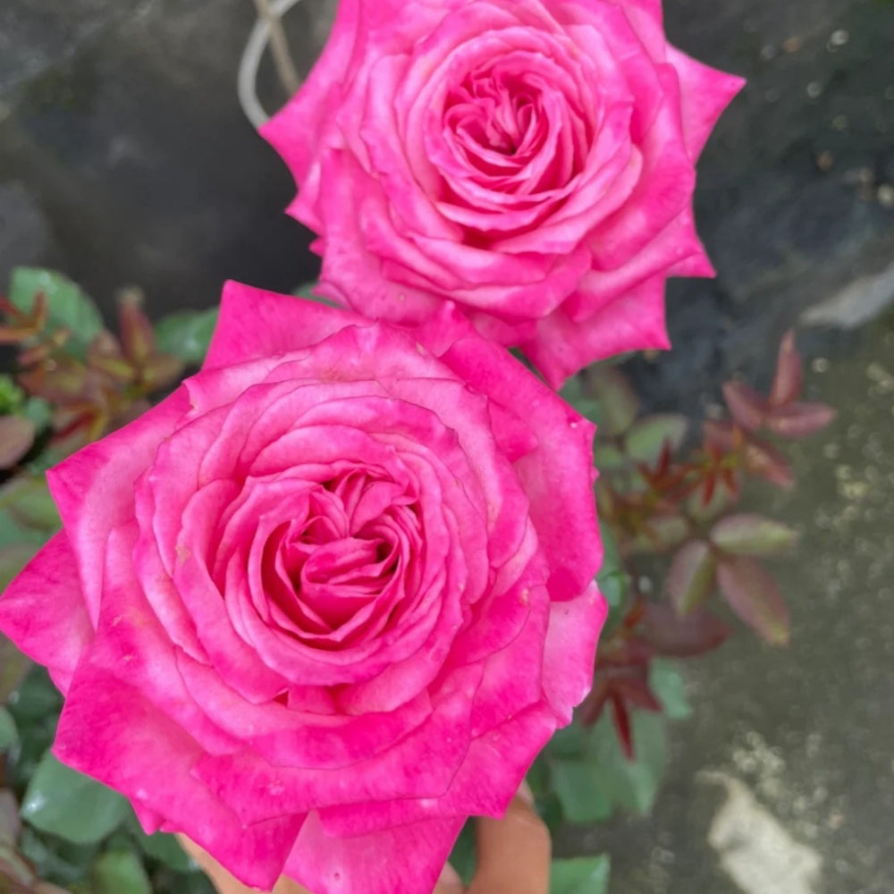Taozhuolantian Rose