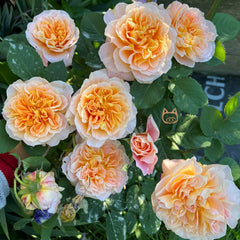 The Impressionist Rose