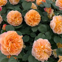 The Impressionist Rose