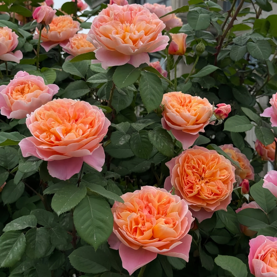 The Impressionist Rose