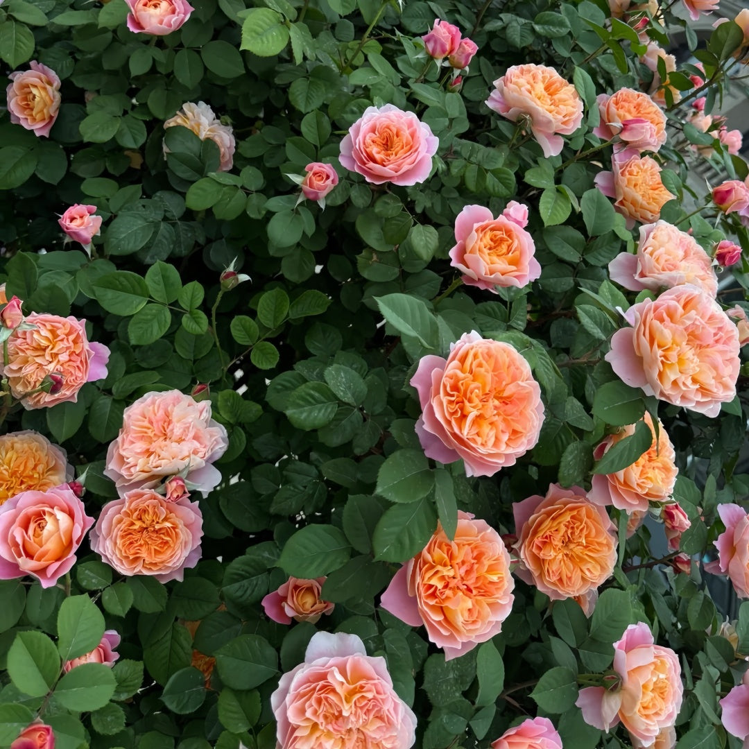 The Impressionist Rose