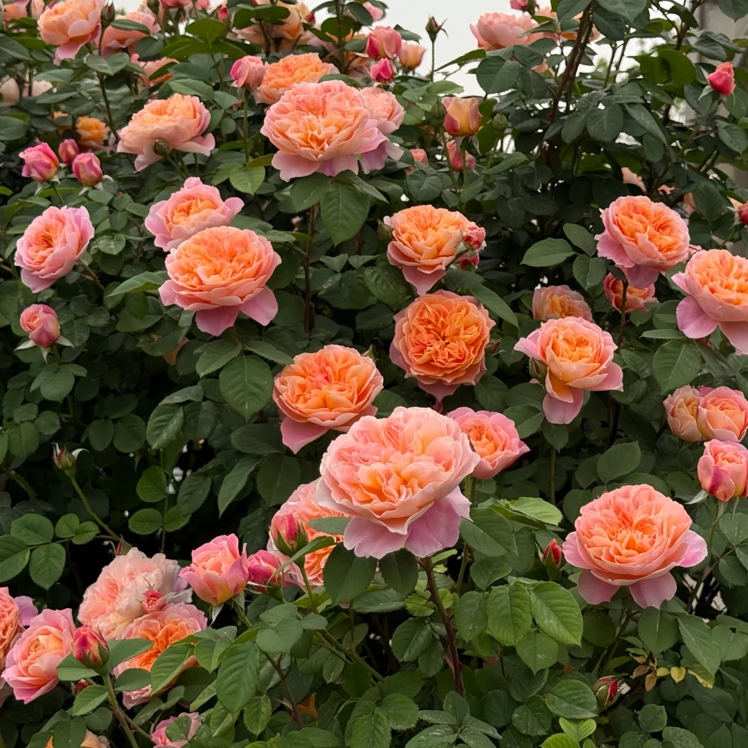 The Impressionist Rose