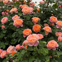 The Impressionist Rose-印象派｜American climbing rose – Ergongzy Roses
