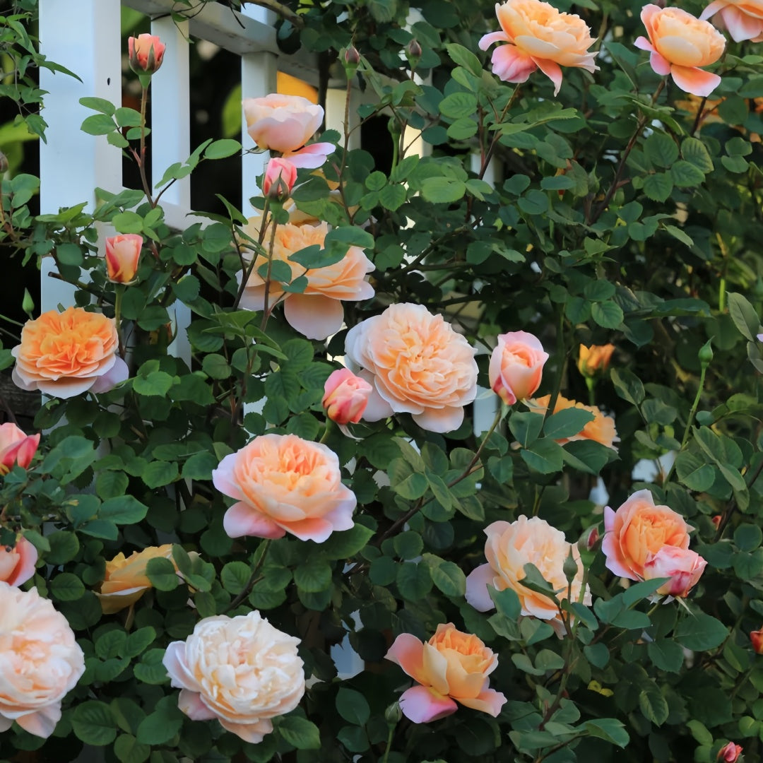 The Impressionist Rose