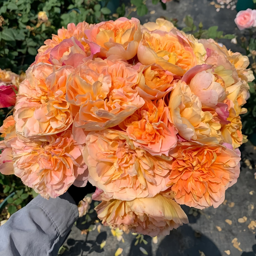 The Impressionist Rose