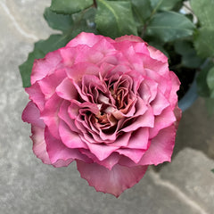 Thé nature Rose