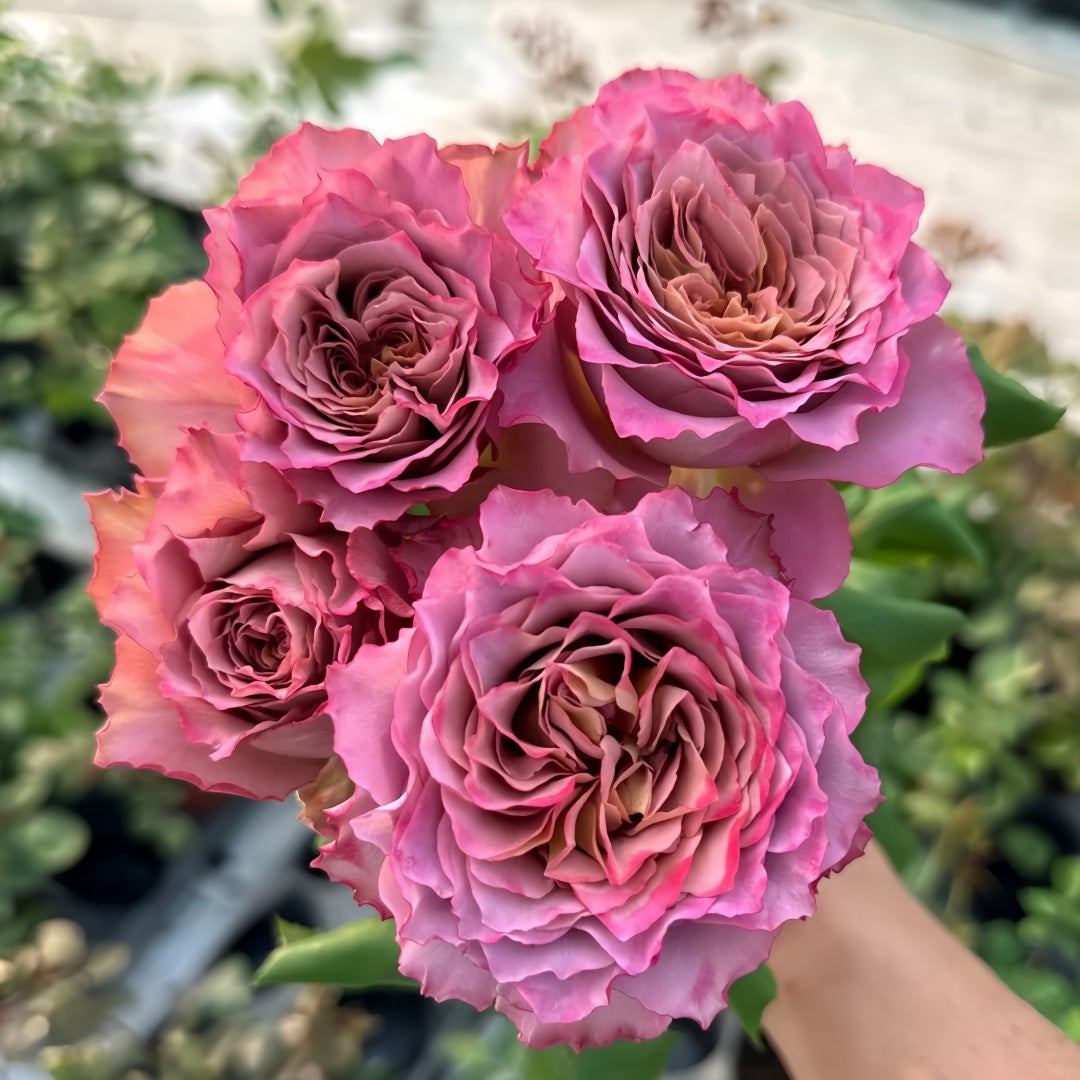 Thé nature Rose