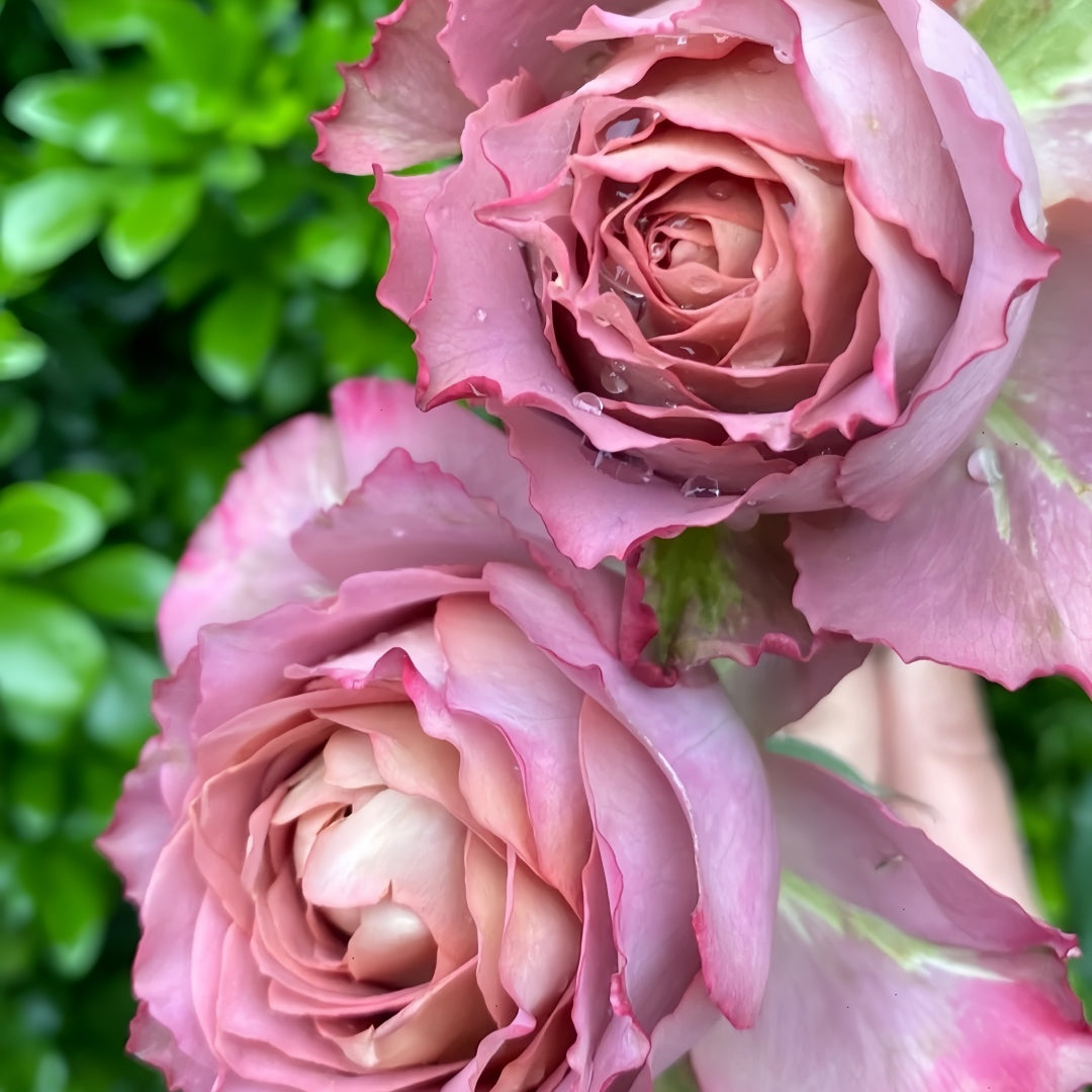 Thé nature Rose