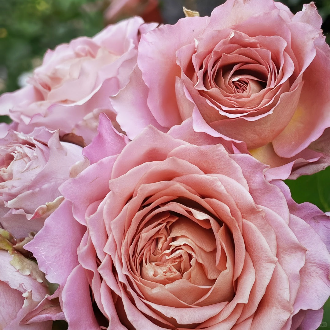 Thé nature Rose