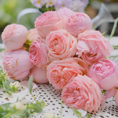 The first lady Rose
