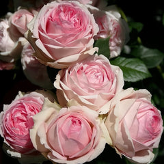The first lady Rose