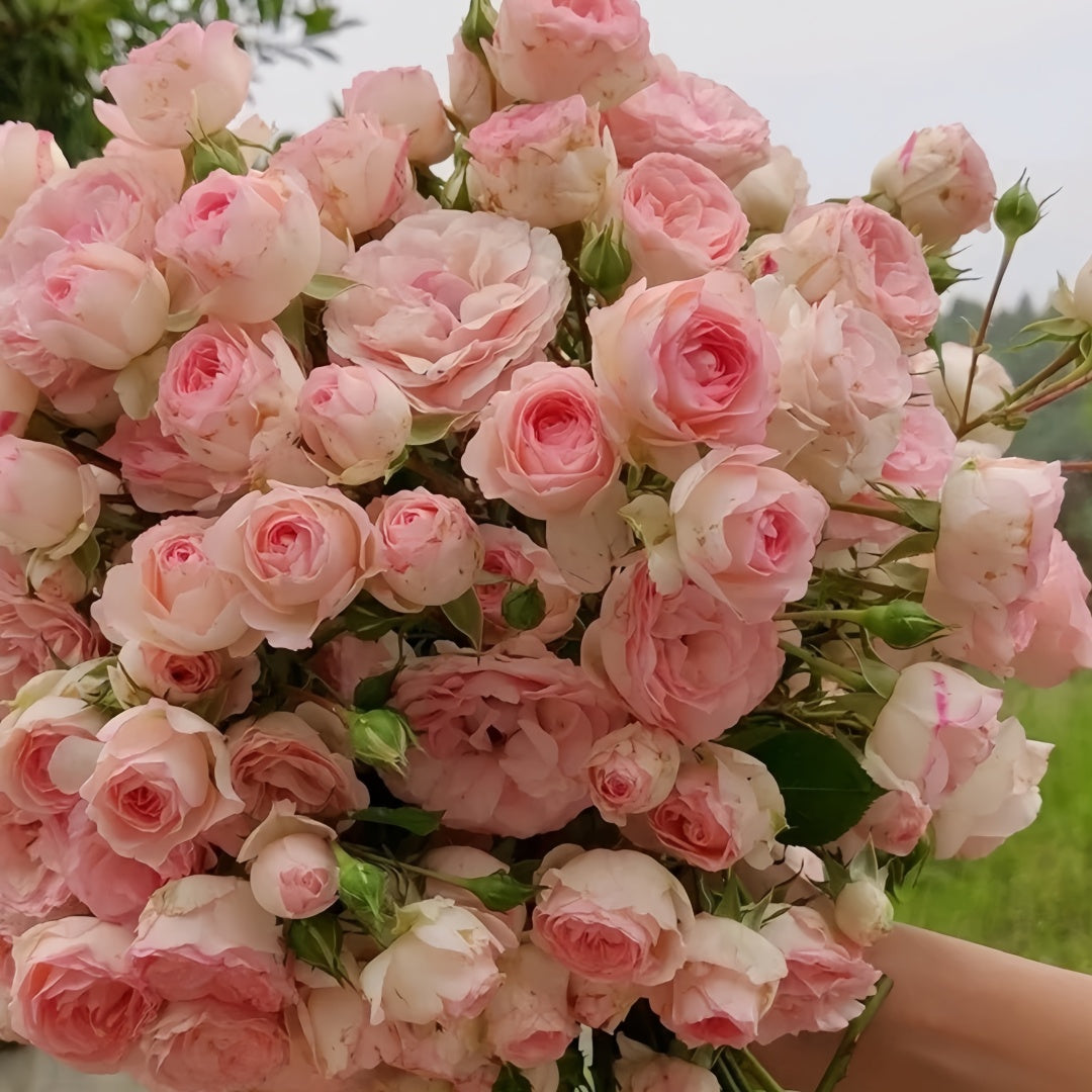 The first lady Rose