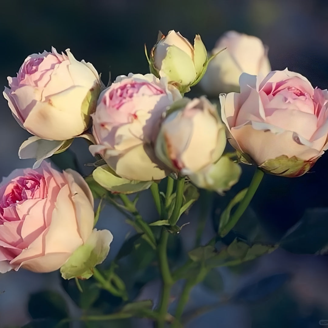 The first lady Rose