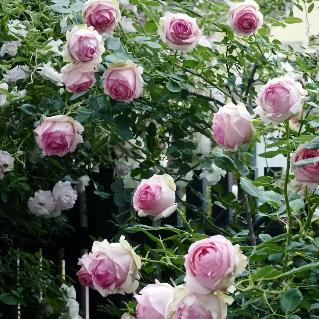 The first lady Rose