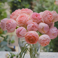 The first lady Rose-第一夫人｜Germany Shrub Rose – Ergongzy Roses