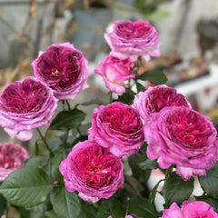 Thierry Marx Rose-蓝莓蛋糕｜France Shrub Rose