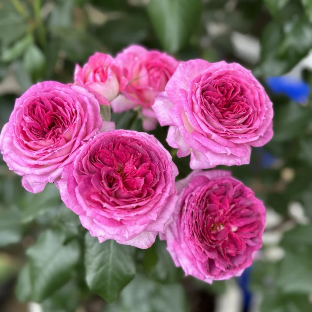 Thierry Marx Rose-蓝莓蛋糕｜France Shrub Rose