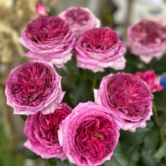 Thierry Marx Rose-蓝莓蛋糕｜France Shrub Rose