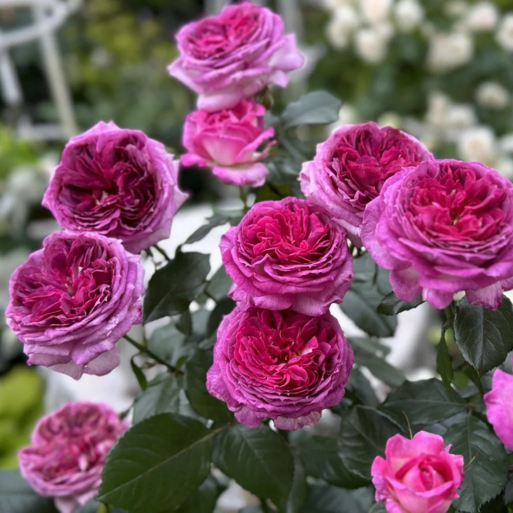 Thierry Marx Rose-蓝莓蛋糕｜France Shrub Rose