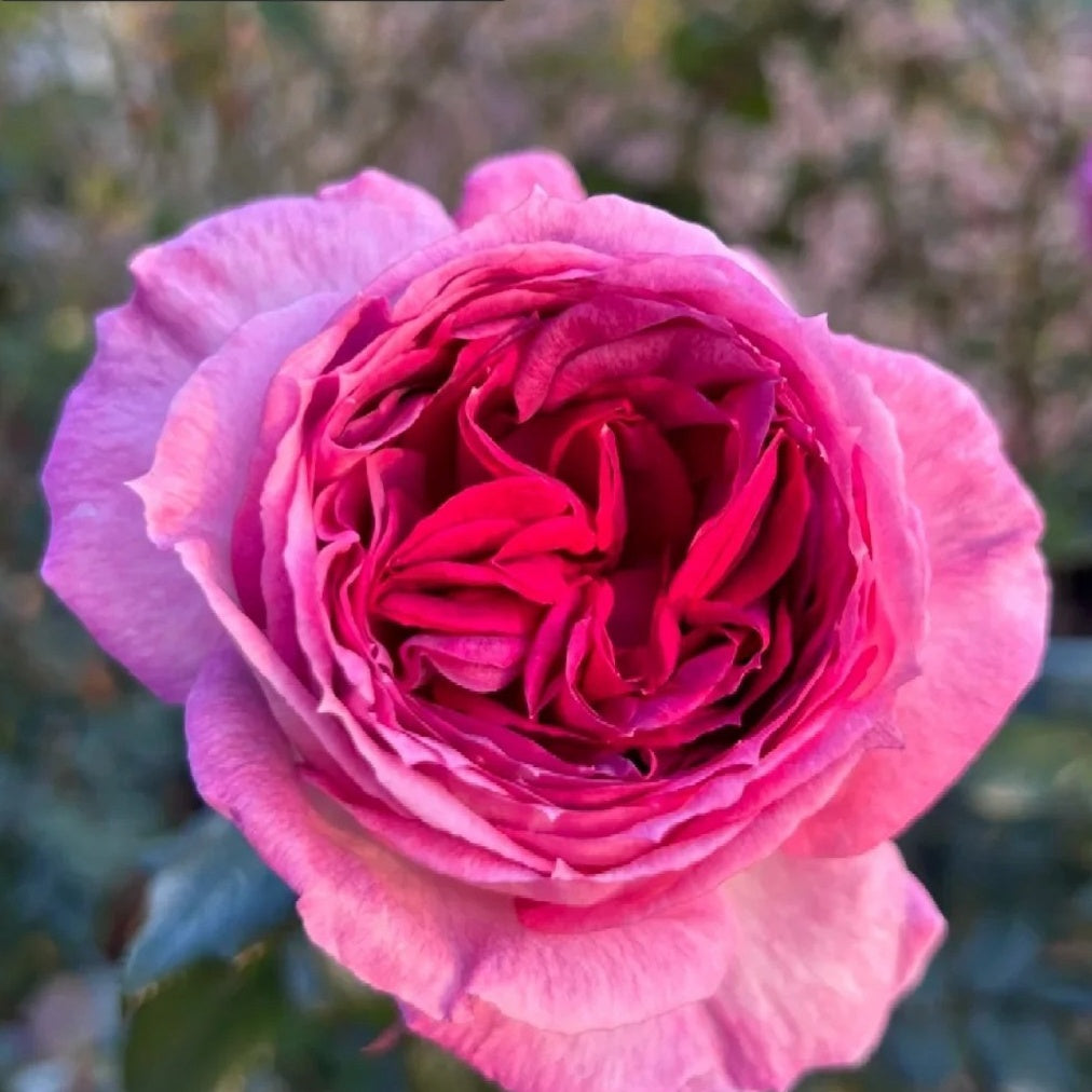 Thierry Marx Rose-蓝莓蛋糕｜France Shrub Rose