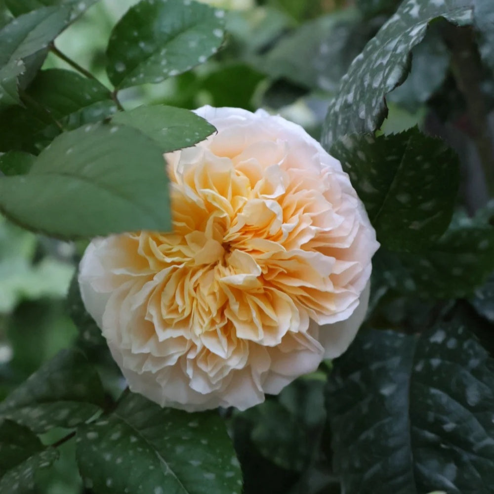 tie dye rose seeds Tie Dye Rose-扎染|Ecuador Cut Rose