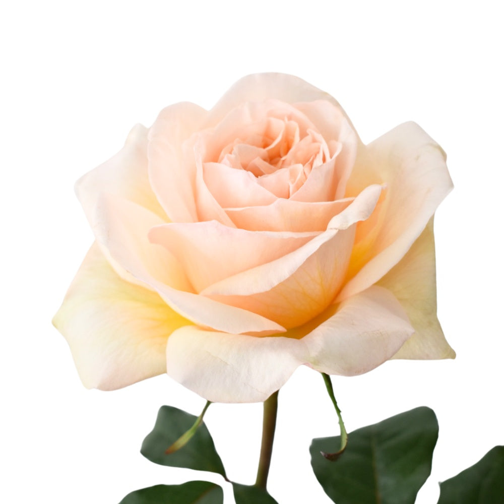 Tie Dye Rose