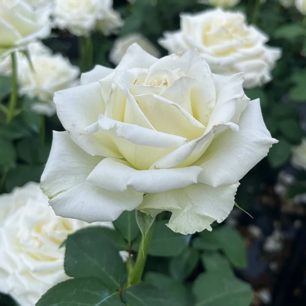 Tineke Rose