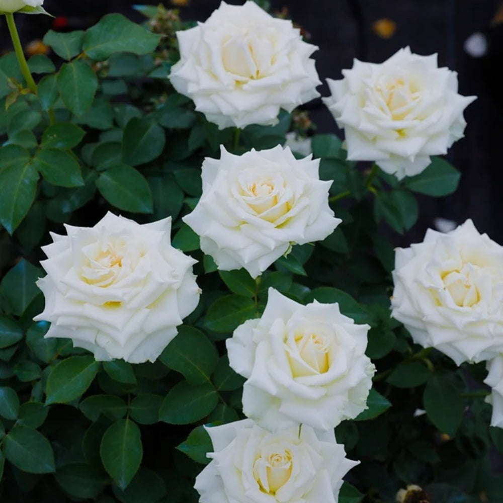 Tineke Rose
