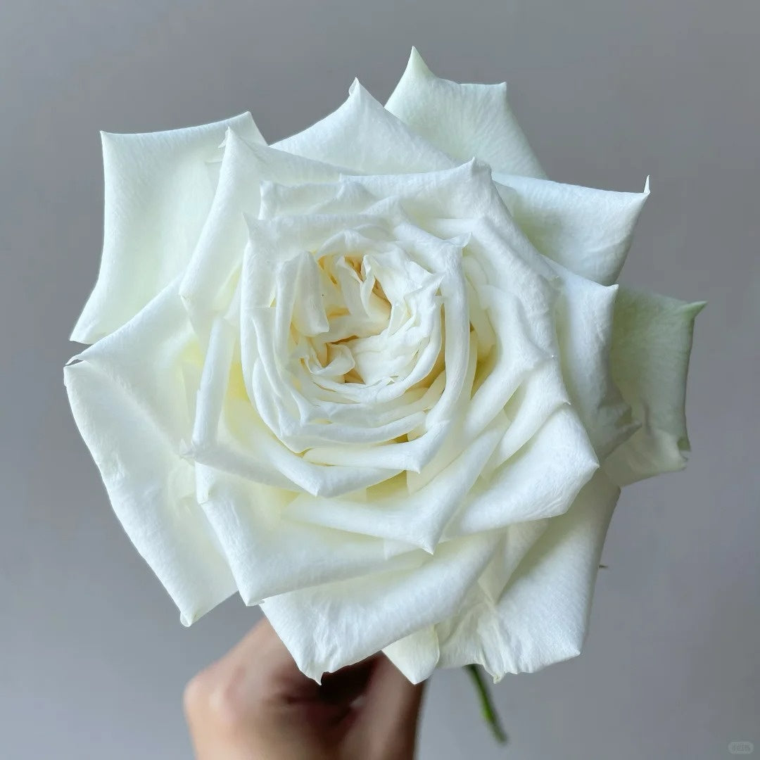 Tineke Rose