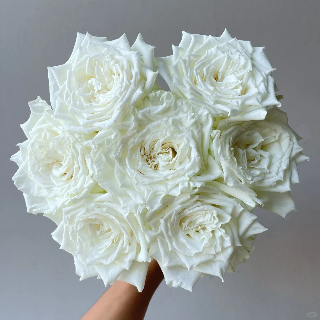 Tineke Rose