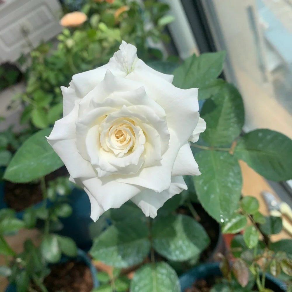 Tineke Rose